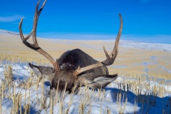 muley-3